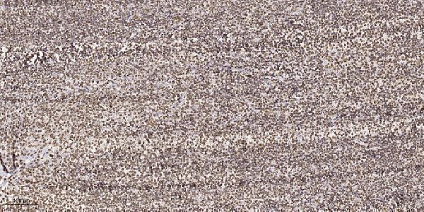 Immunohistochemical analysis of paraffin-embedded human tonsil