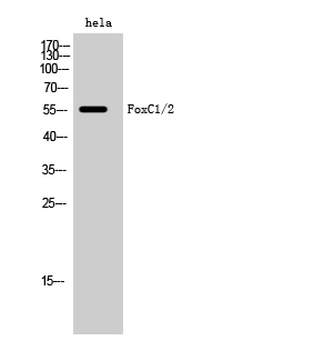 Western Blot analysis of hela cells using FoxC1/2 Polyclonal Antibody diluted at 1:2000 cells nucleus extracted by Minute TM Cytoplasmic and Nuclear Fractionation kit 