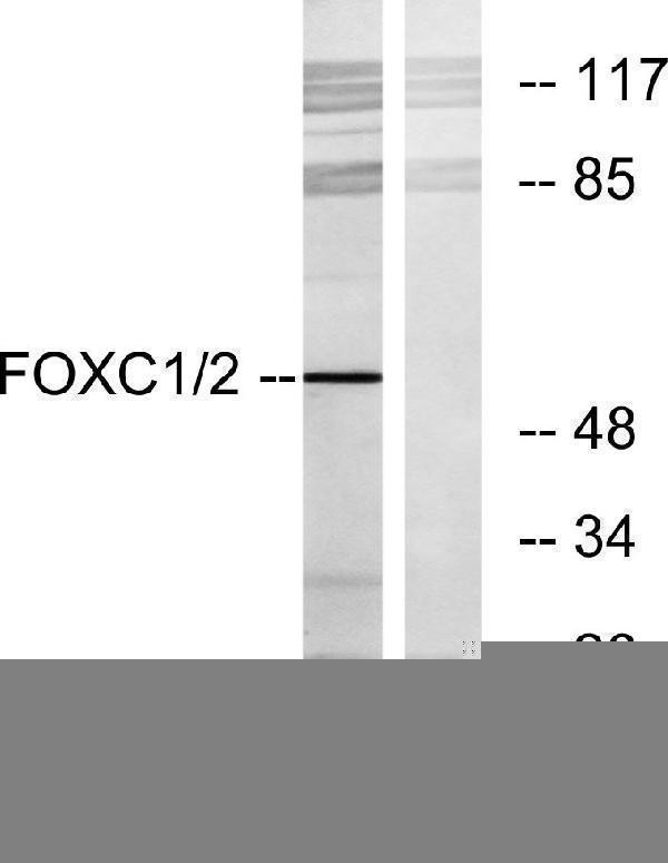Western blot analysis of lysates from RAW264