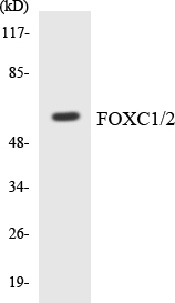 a00962 1 foxc1 primary antibodies wb testing 4
