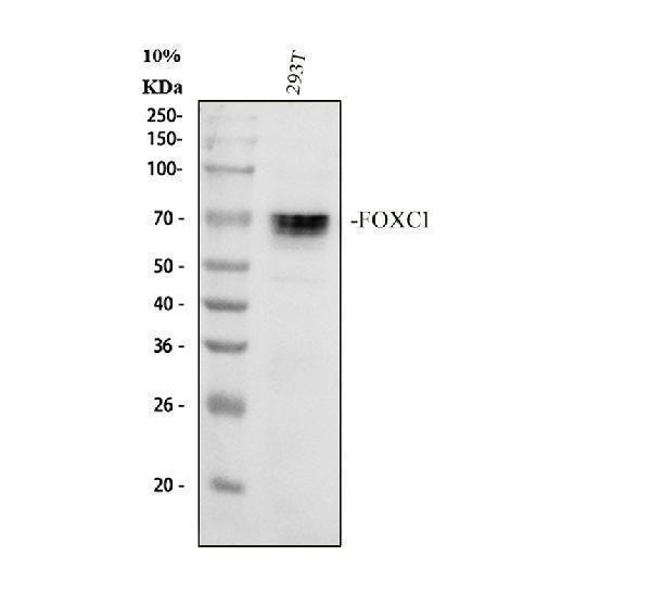 a00962 2 foxc1 primary antibodies wb testing 1_1
