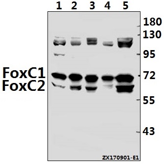 Western blot (WB) analysis of FoxC1/2 (K138) pAb at 1:500 dilution
Lane1:3T3-L1 whole cell lysate(40ug)
Lane2:C6 whole cell lysate(40ug)
Lane3:A549 whole cell lysate(40ug)
Lane4:Hela whole cell lysate(40ug)
Lane5:HEK293T whole cell lysate(40ug)