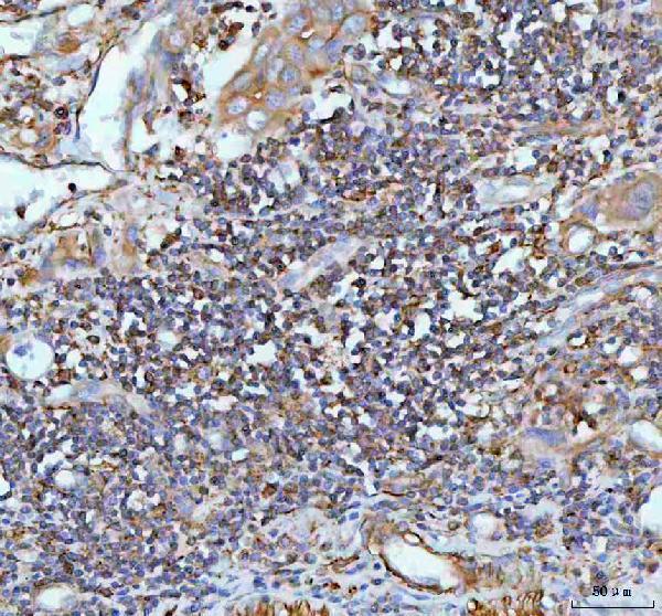 a00963 1 il22 primary antibodies ihc testing 2