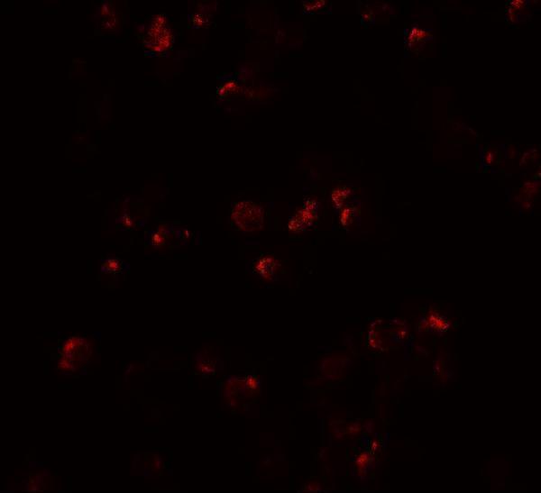 a00963 4 il22 primary antibodies if testing 3