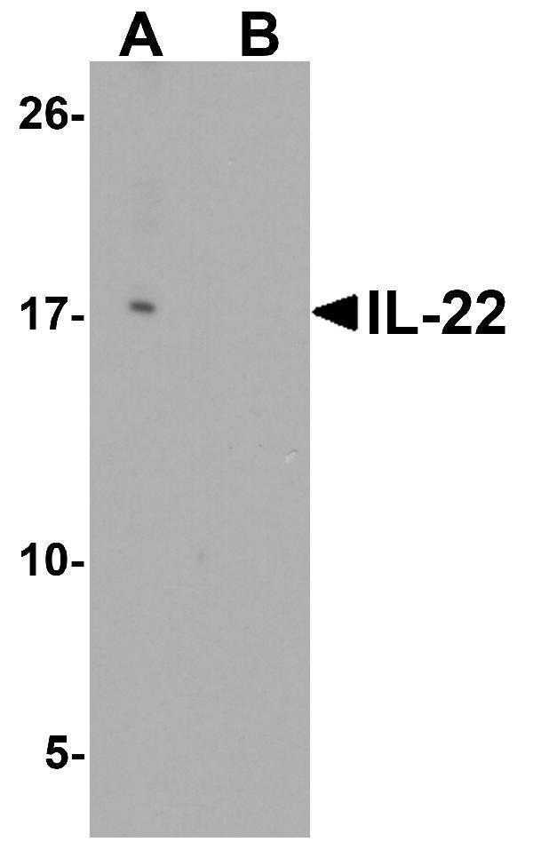 a00963 4 il22 primary antibodies wb testing 1