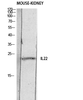 a00963 il22 primary antibodies wb testing 1