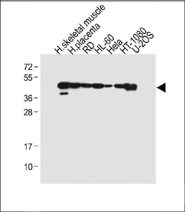 All lanes : Anti-MyoD1 Antibody (Center) at 1:4000 dilutionLane 1: Human skeletal muscle tissue lysateLane 2: Human placenta tissue lysateLane 3: RD whole cell lysateLane 4: HL-60 whole cell lysateLane 5: Hela whole cell lysateLane 6: HT-1080 whole cell lysateLane 7: U-2OS whole cell lysateLysates/proteins at 20 µg per lane