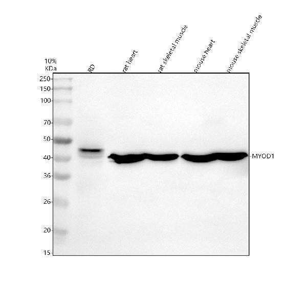 Western blot analysis of MYOD1 using anti-MYOD1 antibody (A00964-2)