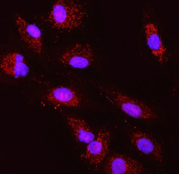 a00965 1 tst primary antibodies if testing 12