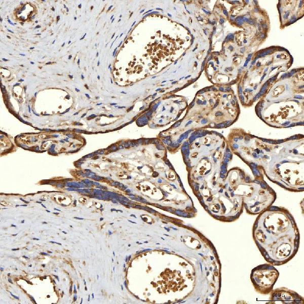 a00965 1 tst primary antibodies ihc testing 7