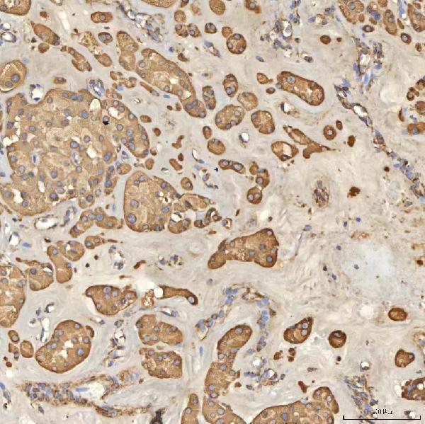 a00965 1 tst primary antibodies ihc testing 9