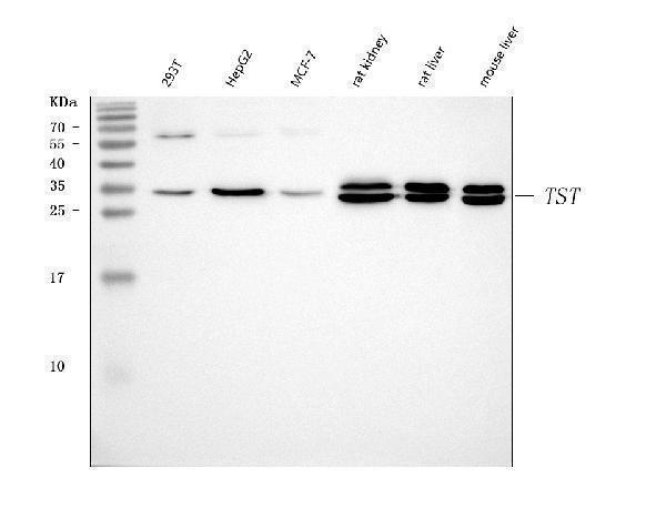  Western blot analysis of TST using anti-TST antibody (A00965-1)