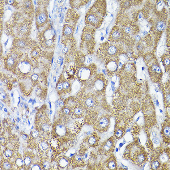 a00965 tst primary antiboties ihc testing 2