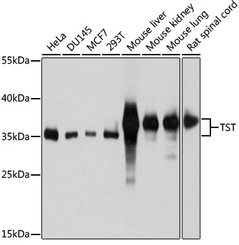 a00965 tst primary antiboties wb testing 1