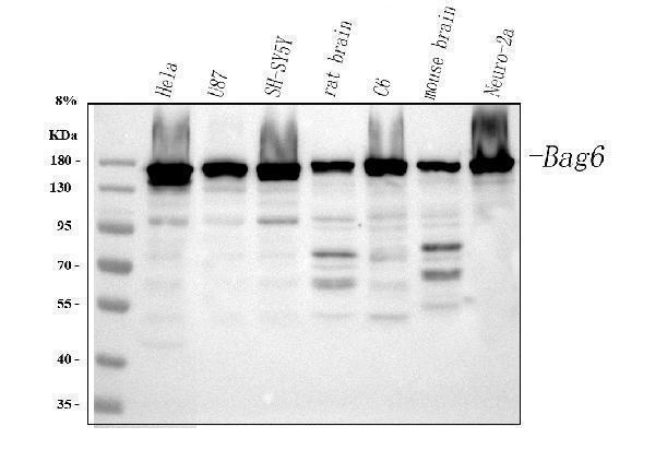 a00967 1 bag6 primary antibodies wb testing 1