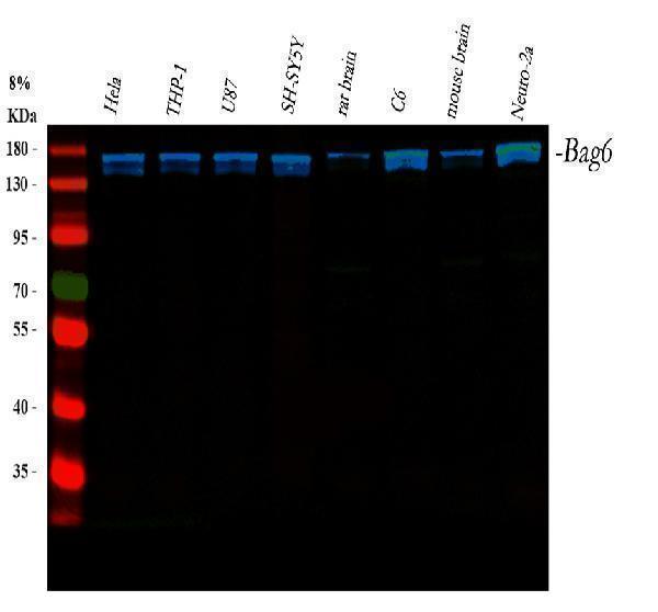 a00967 1 bag6 primary antibodies wb testing 6