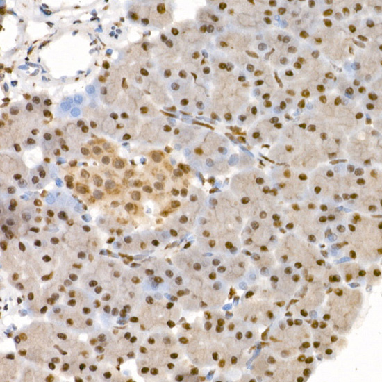 a00968t36 eif4ebp1 primary antiboties ihc testing 4
