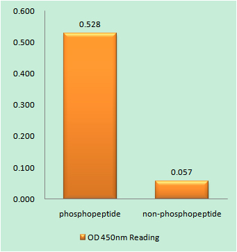 a00968t69 eif4ebp1 primary antibodies elisa testing 1