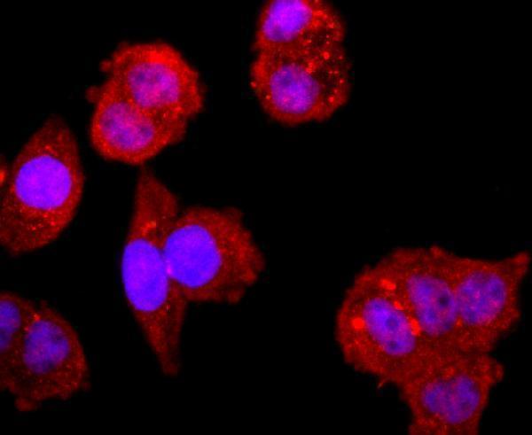 ICC staining NFAT1 in Hela cells (red)