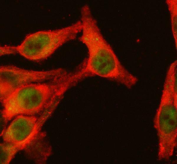 IF analysis of NFAT1/NFATC2 using anti-NFAT1/NFATC2 antibody (A06945-1) and anti-Tubulin Alpha antibody (M03989-3)