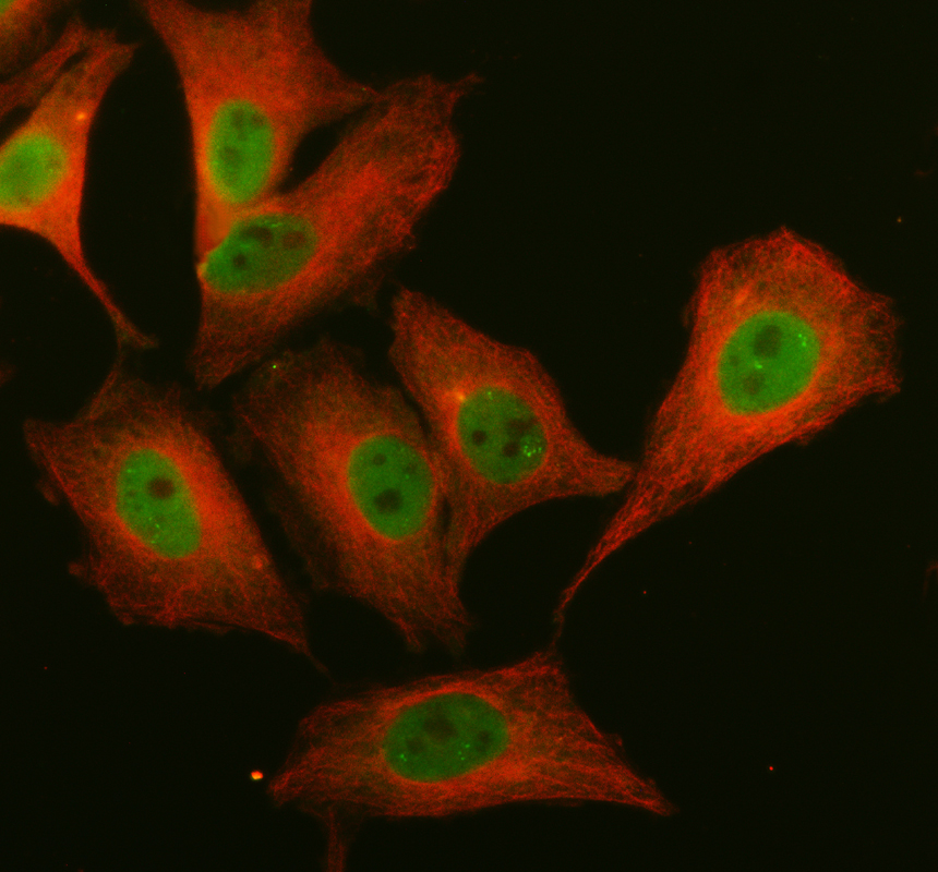 IF analysis of HDAC4 using anti-HDAC4 antibody (A00971-1) and anti-Alpha Tubulin antibody (M03989-3)