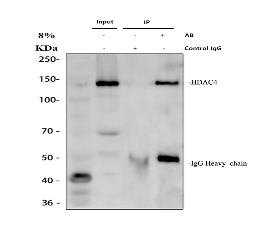 a00971 1 hdac4 primary antibodies ip testing 1