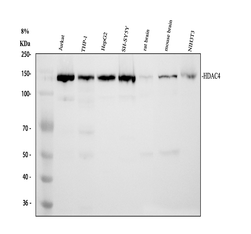 Western blot analysis of HDAC4 using anti-HDAC4 antibody (A00971-1)