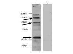 a00971 2 hdac4 primary antibodies wb testing 1_1