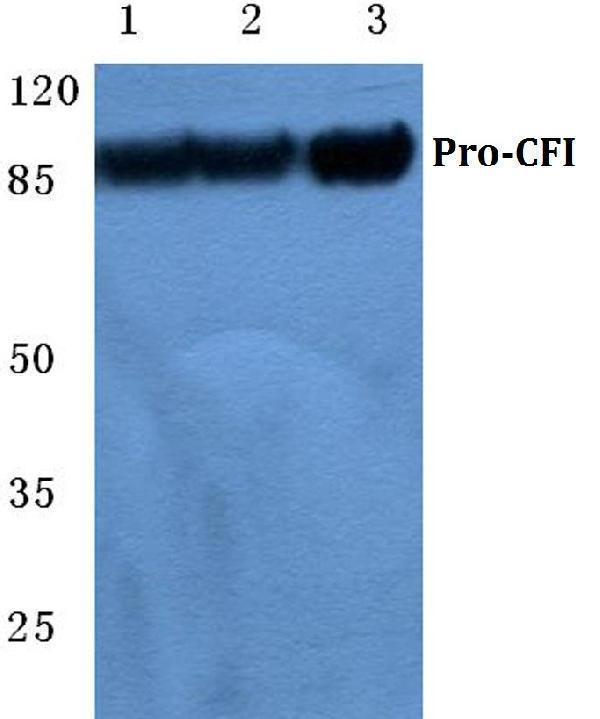 a00973 cfi primary antiboties wb testing 1