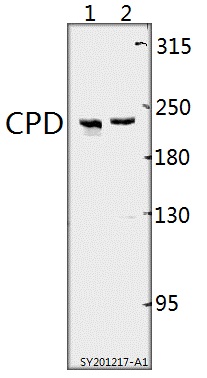 Western blot (WB) analysis of CPD pAb at 1:500 dilution
Lane1:U-87MG whole cell lysate(40ug)
Lane2:SGC7901 whole cell lysate(40ug)