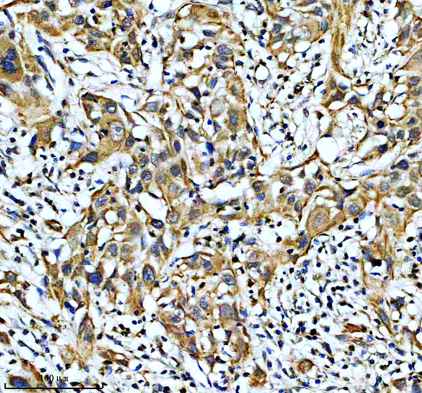 a00977 1 myoc primary antibodies ihc testing 1