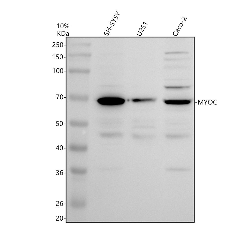 a00977 1 myoc primary antibodies wb testing 1