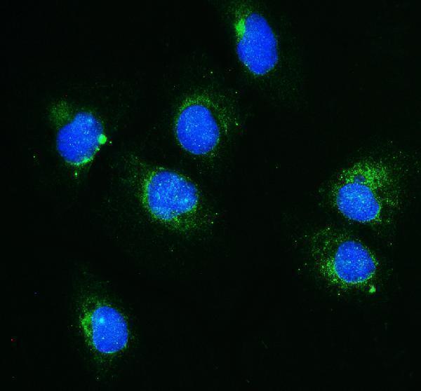 a00978 1 clpx primary antibodies if testing 1