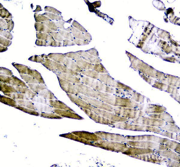 a00978 1 clpx primary antibodies ihc testing 1