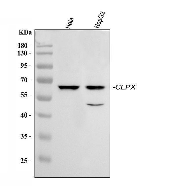a00978 1 clpx primary antibodies wb testing 1_1