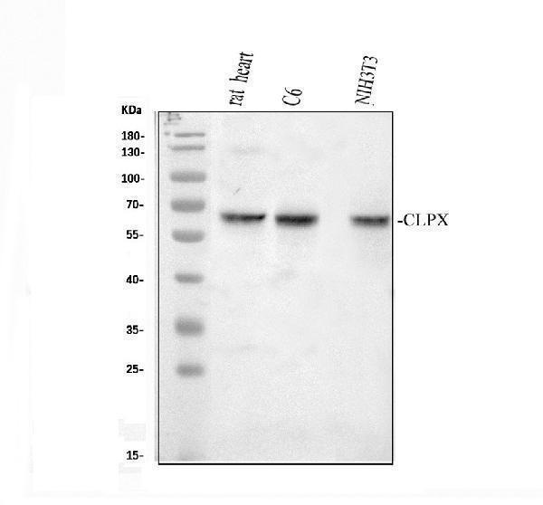 a00978 1 clpx primary antibodies wb testing 2
