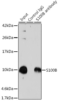 a00979s100 s100b primary antiboties ip testing 4