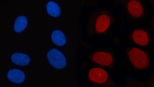 a00981 1 ranbp2 primary antibodies if testing 8