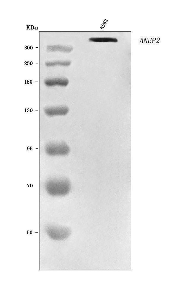  Western blot analysis of RANBP2 using anti-RANBP2 antibody (A00981-1)