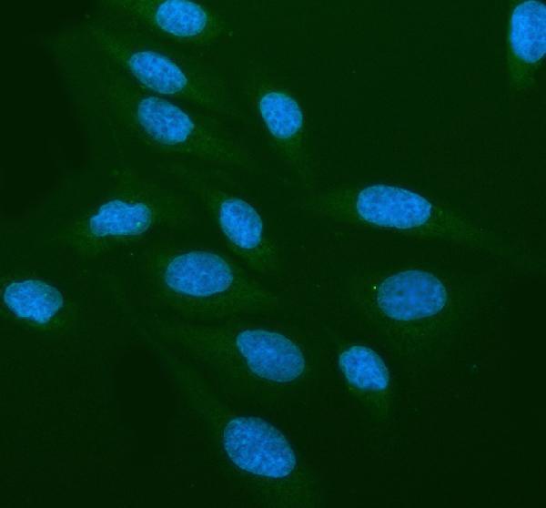  IF analysis of CRBN using anti-CRBN antibody (A00983-1)