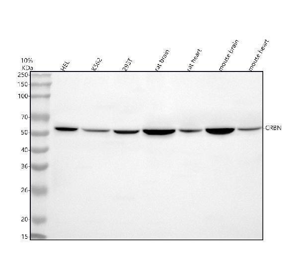  Western blot analysis of CRBN using anti-CRBN antibody (A00983-1)