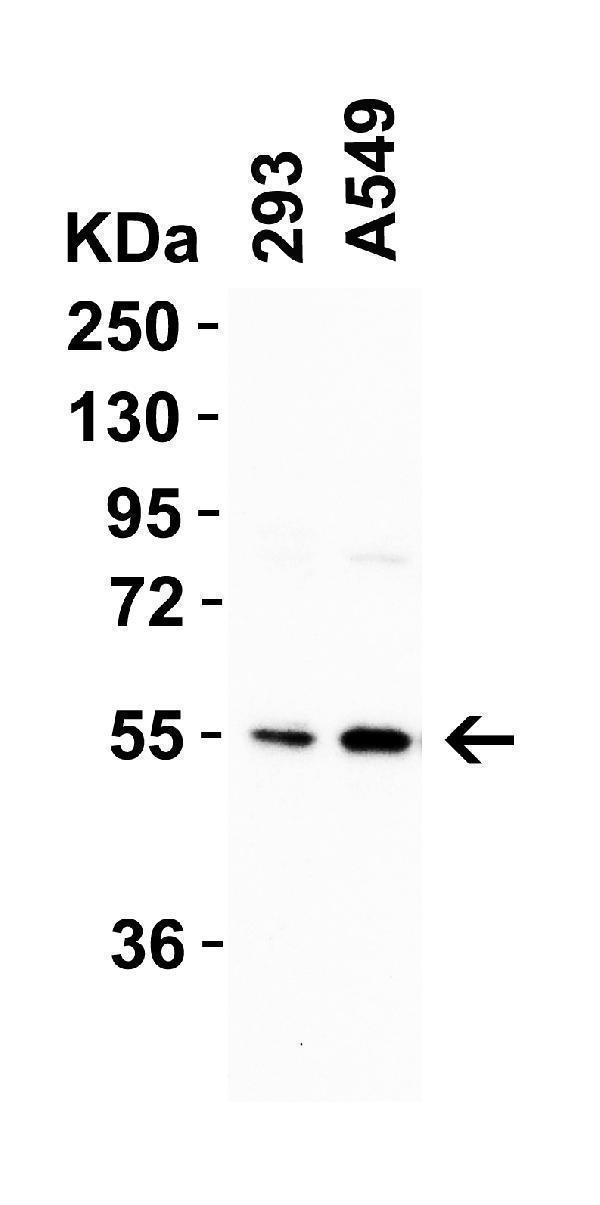 a00983 crbn primary antibodies wb testing 3