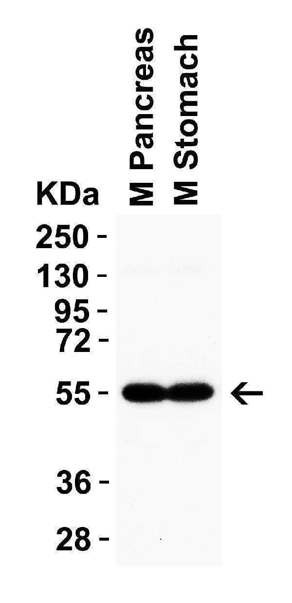 a00983 crbn primary antibodies wb testing 4