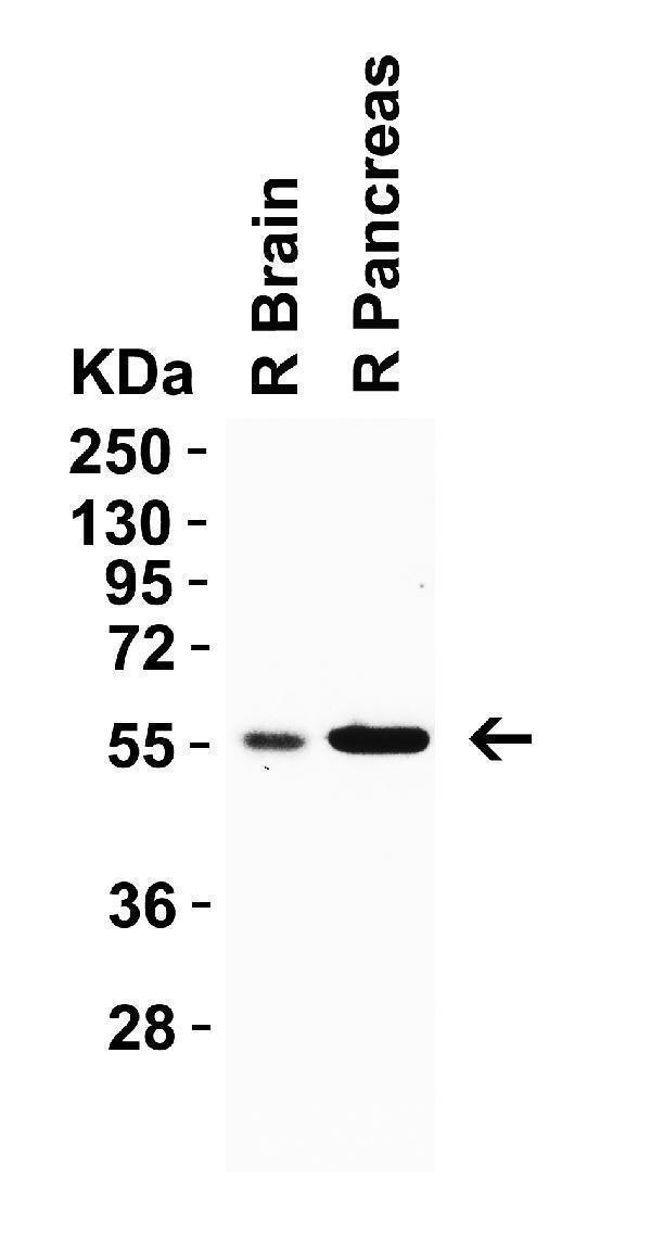 a00983 crbn primary antibodies wb testing 5