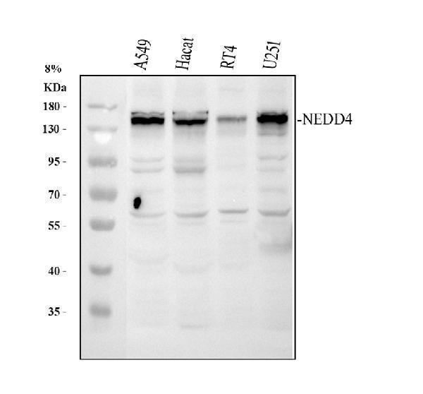 a00984 2 nedd4 primary antibodies wb testing 1_1