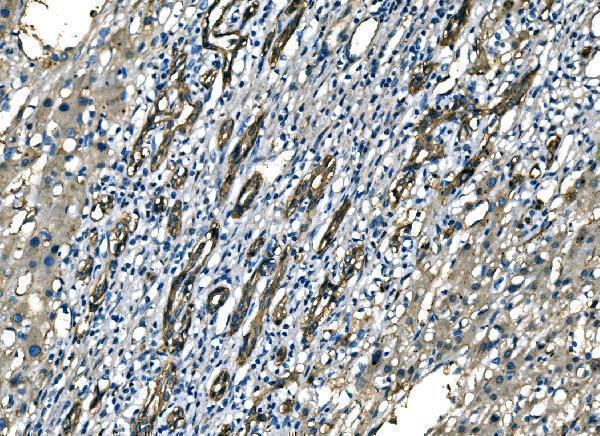 a00984 3 nedd4 primary antibodies ihc testing 4