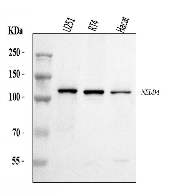  Western blot analysis of NEDD4 using anti-NEDD4 antibody (A00984-3)