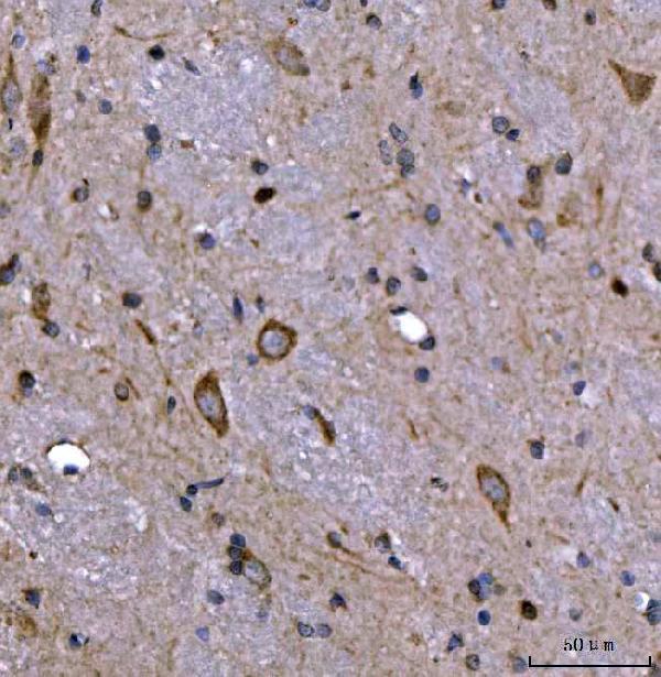 a00984 4 nedd4 primary antibodies ihc testing 4