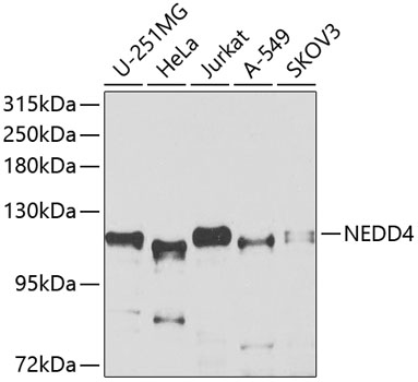 Western blot analysis of extracts of various cell lines, using NEDD4 antibody  at 1:1000 dilution