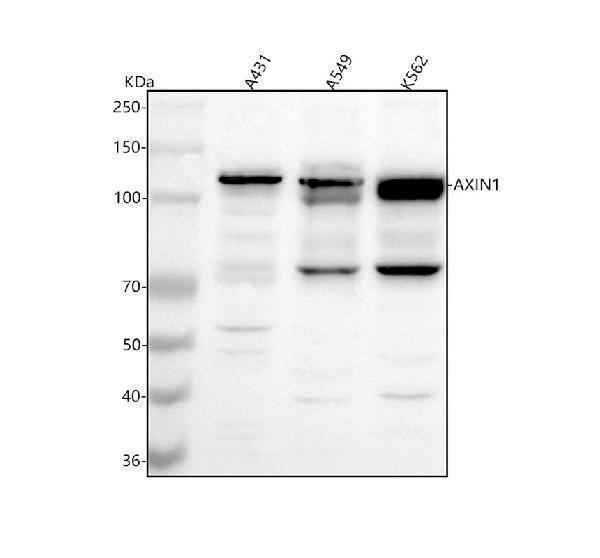  Western blot analysis of AXIN1 using anti-AXIN1 antibody (A00986-3)